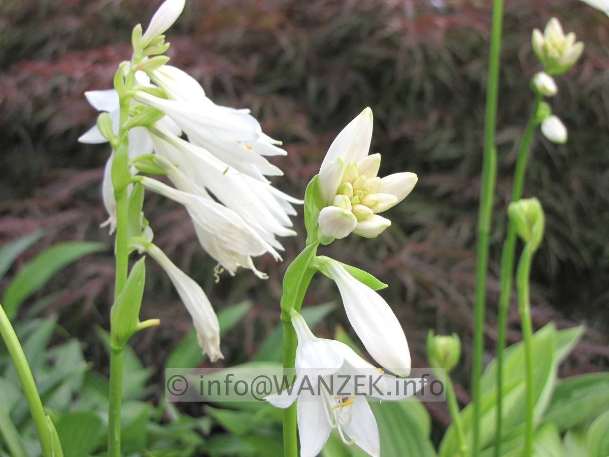 Hosta rectifolia Alba Bluete-1.JPG
